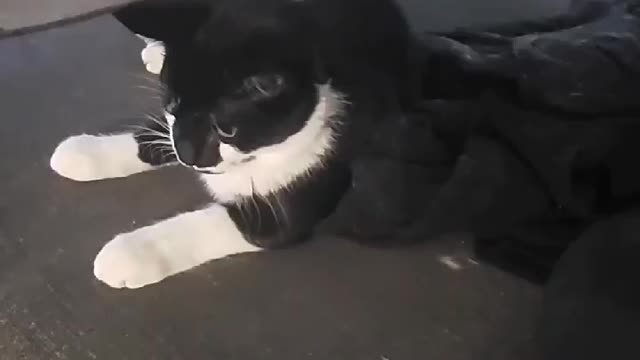 Cat goes nuts