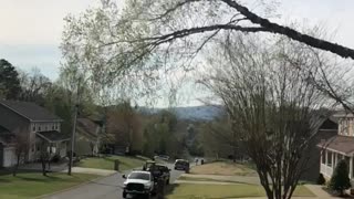 Pollen Explodes from Fallen Tree