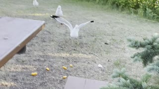 Seagulls kidnap and run away