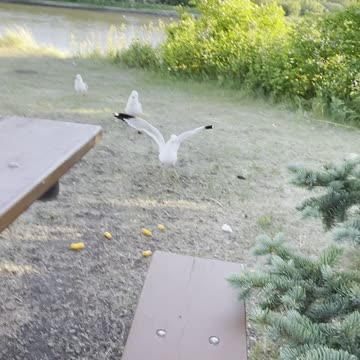 Seagulls kidnap and run away