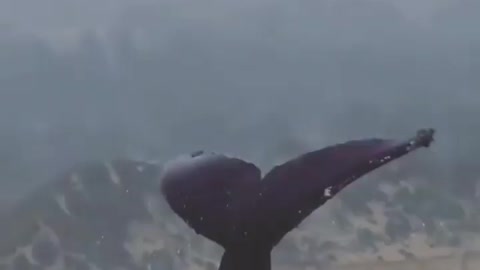 This is a beautiful and charming water-dwelling species