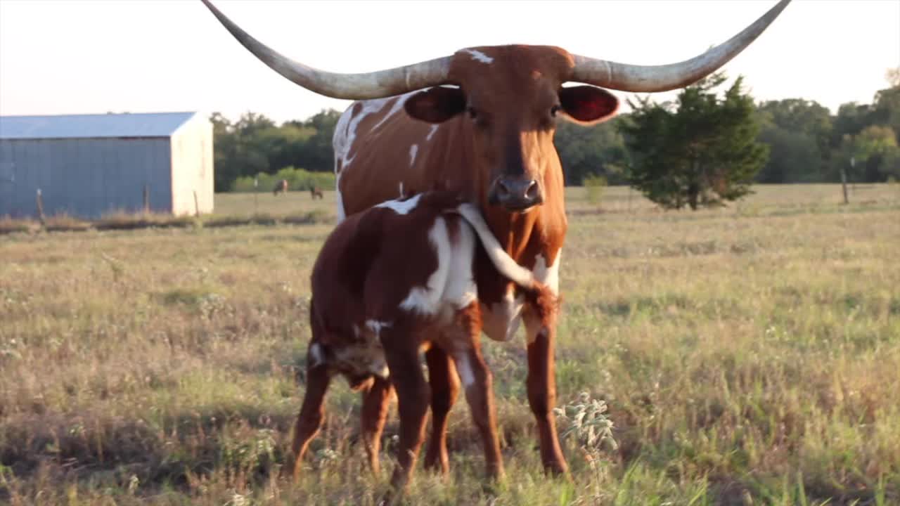 Calf Nursing During Sunset