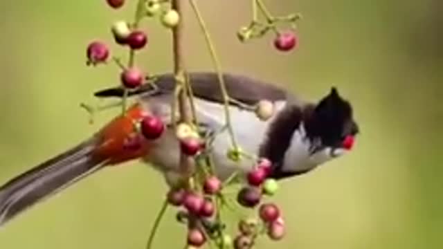 Rumble :- Natural Birds Very nice short video ,... 🥰🥰