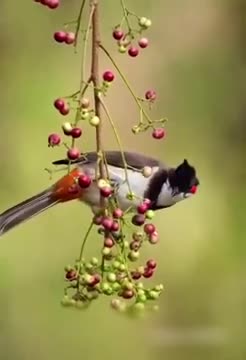 Rumble :- Natural Birds Very nice short video ,... 🥰🥰