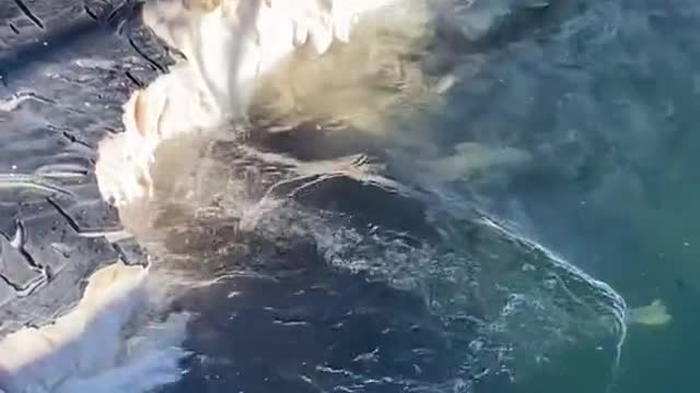 tiger sharks inhaling whale meat like hyenas