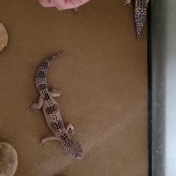 Feeding Our Leporid Geckos Crickets