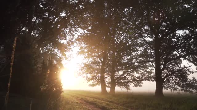 Background Nature Video (No Sound, No Music)