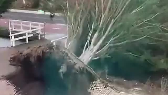 Tree terribly falls from wind !