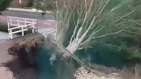 Tree terribly falls from wind !