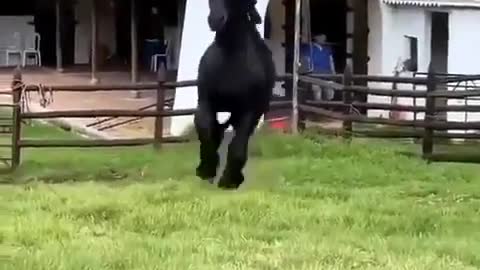 Black horse chasing dog funny videos