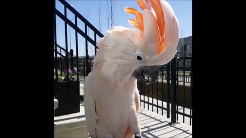 Funny BIRDS And PARROTS Talking and also Singing