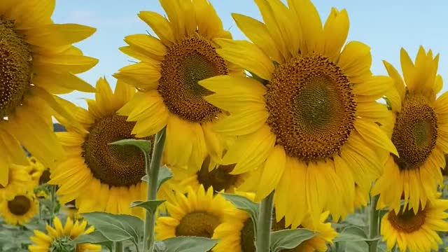 Flower video