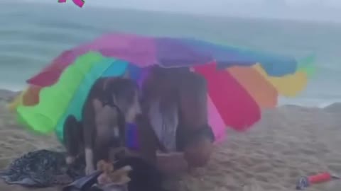 ALL GOOD TIMES AT THE BEACH FO THE DOG
