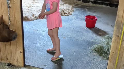 Layla trying to get Jimmy in his stall.