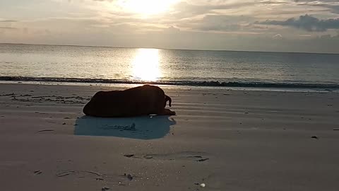 Relaxing Dog in The Beach