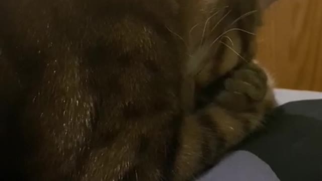 funny cute cat wakes up after owner disturbs him