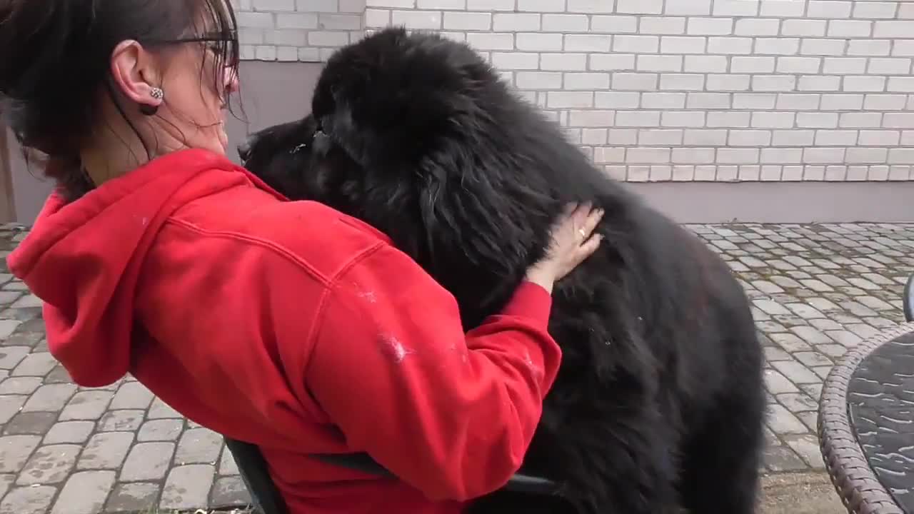 Newfoundland dog thinks he’s a tiny lap dog and wants to cuddle