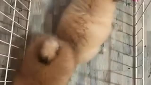 #Funniest Animals Real 😹 - Best Of The 2020 #Funny Animals Videos - Try Not To Laugh #comedy #shorts