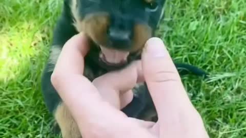 Cute puppy