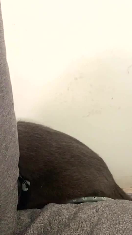 She was scared by my colleague’s cat,my poor baby 😂😂😂