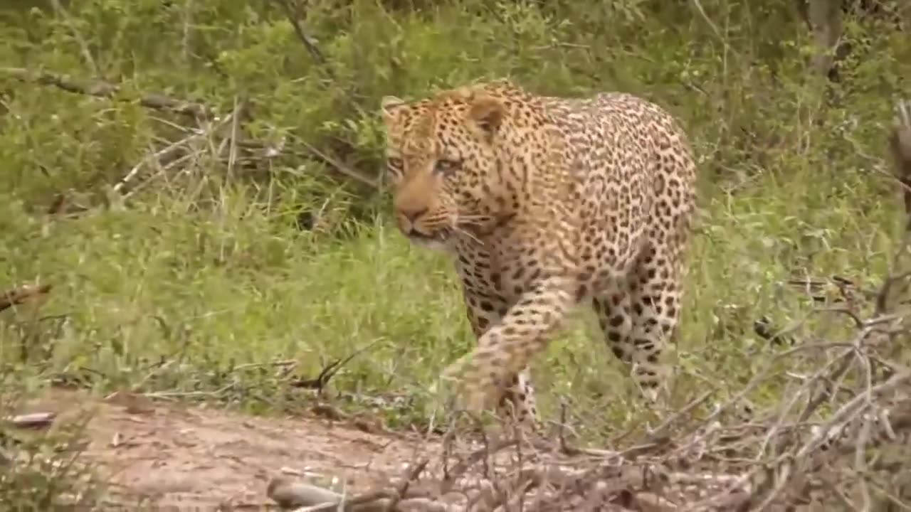 Leopard vs Monitor Lizard Real Fight | Hungry Leopard Hunt Lizard But Fail | Most Amazing Attack