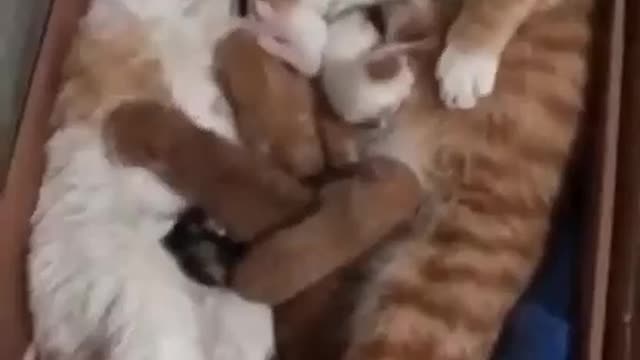 Is a loving cat family