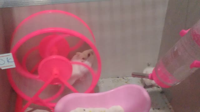 hamsters play cute and funny