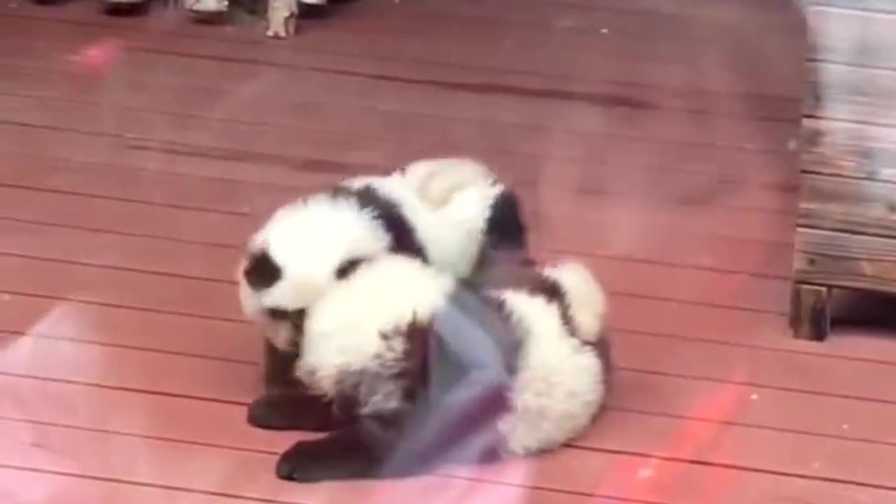 A zoo in China has been accused of dyeing dogs black and white to look like pandas.