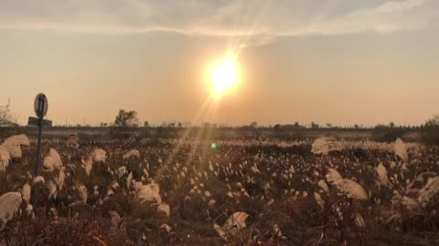 a field of sunset reeds