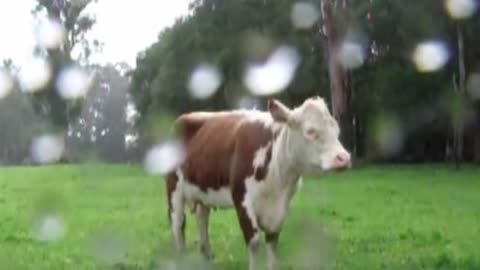 Animals Mourn The Loss of Family and Friends