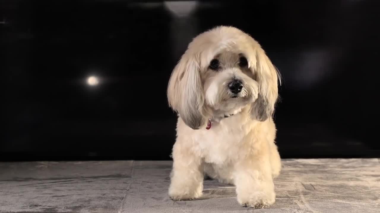 Cute White Pet Dog