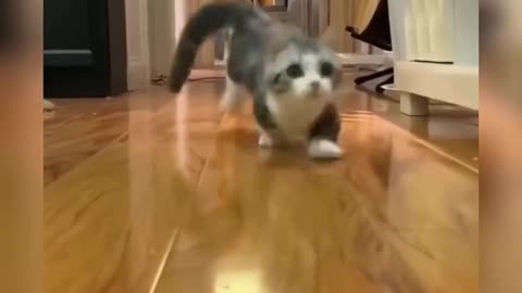 Funny animal videos