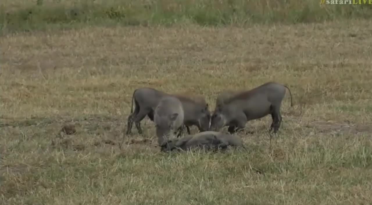 Warthogs, Jackal & a Male Impala Pronking. The airstrip has it all!.mp4