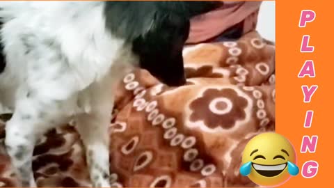 Playing with blanket😂🤣🤣🤣🤣