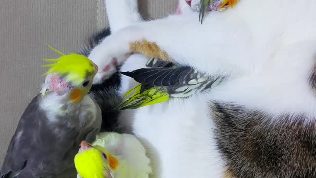 Baby Budgies Are Sleeping With Kitty Best Friend