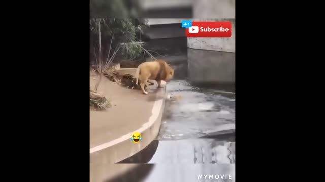 New Two Lion animal Funny Video@😂#Short & #Shorts hahahah