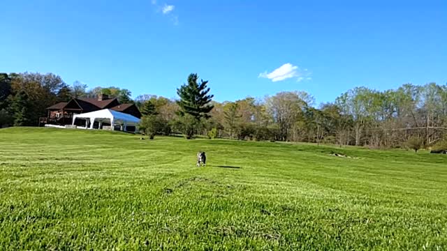 Blue pitty slow mo