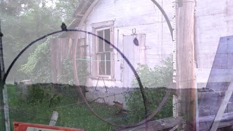 Barn Swallow Defies Gravity - Mid-Air Perch? - YOU TELL ME!