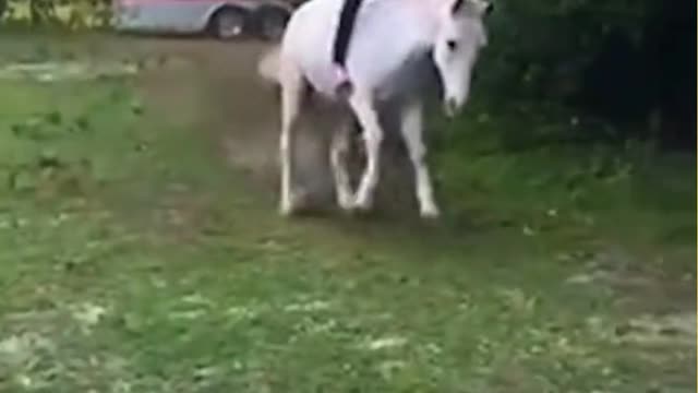 Funny Hungry Horse Throws Rider