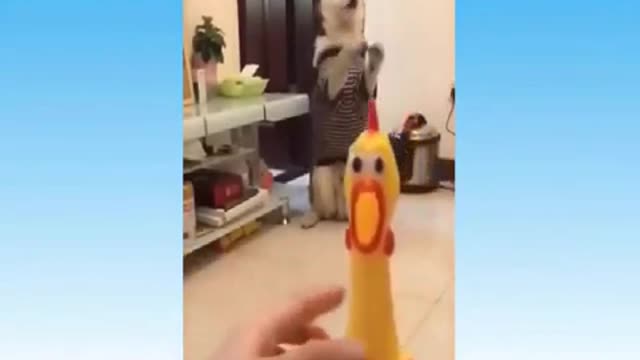 funny cats for you to smile
