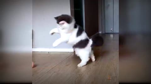 Funny cats and cute cat videos#justcool