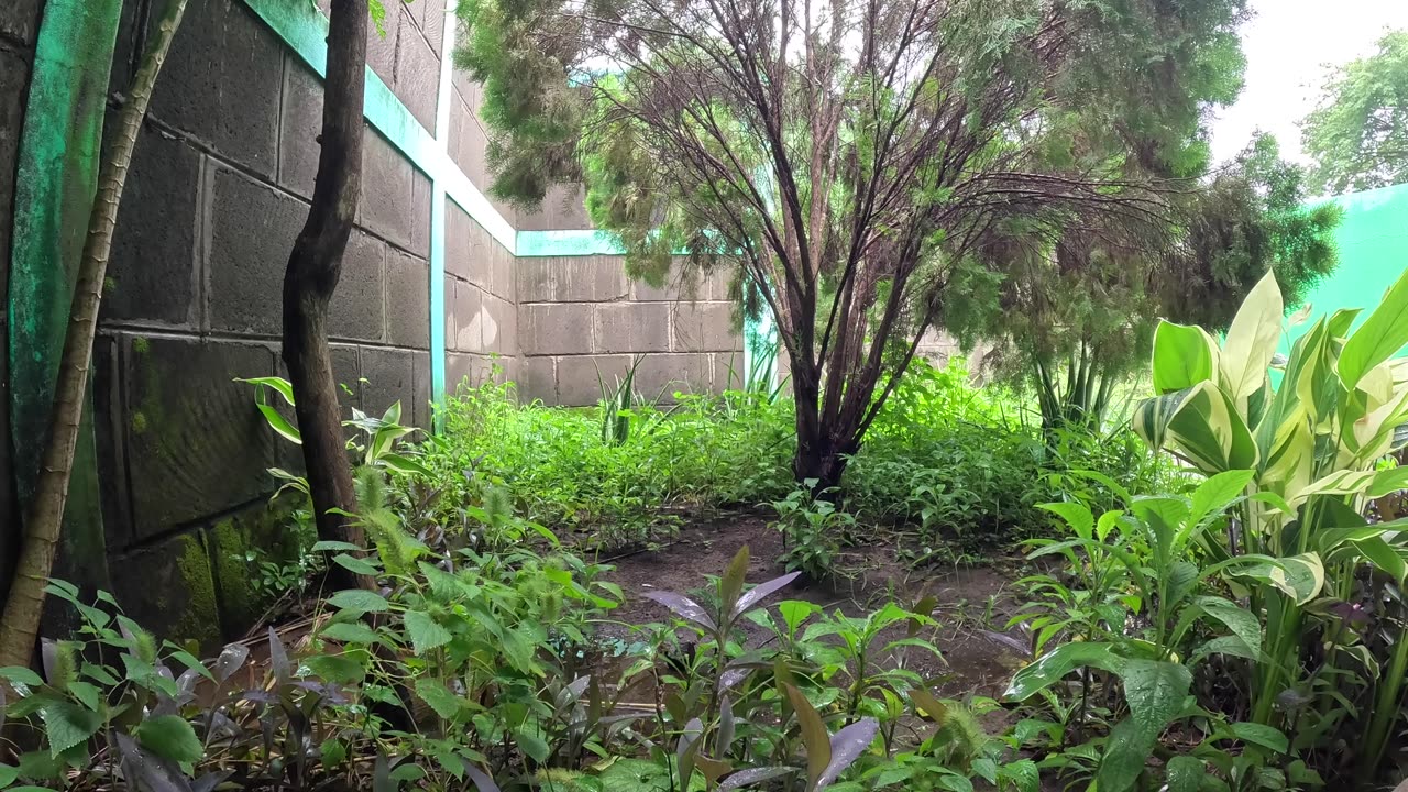 Central American Rain in Yard 🇳🇮