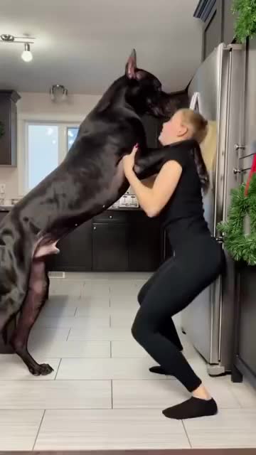 A dog trying to stand on its