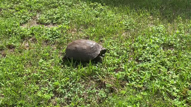 Gopher Turtle