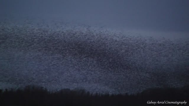 Stunning footage captures starling murmuration in Ireland