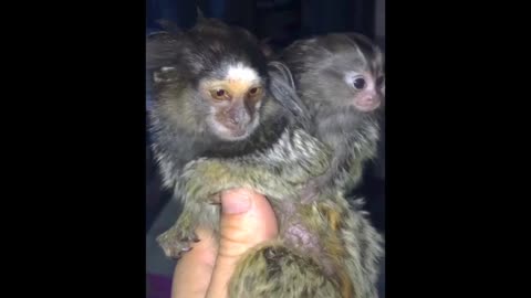 Finger monkeys cute and funny vedio