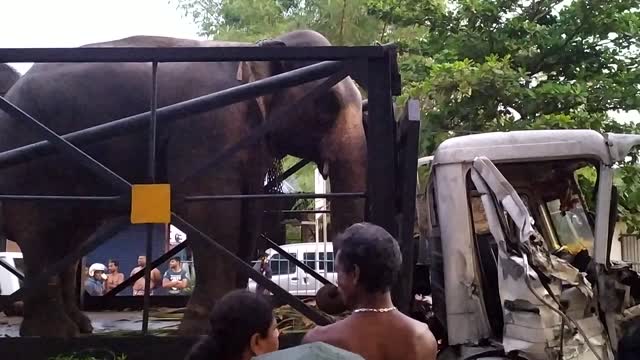 Accident with Elephants