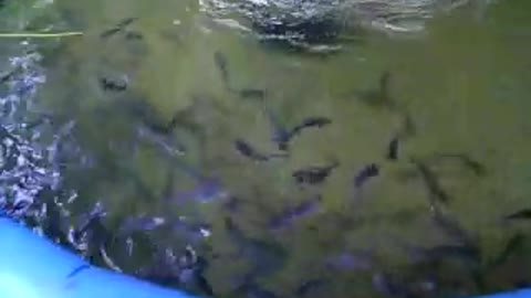 feeding seed fish