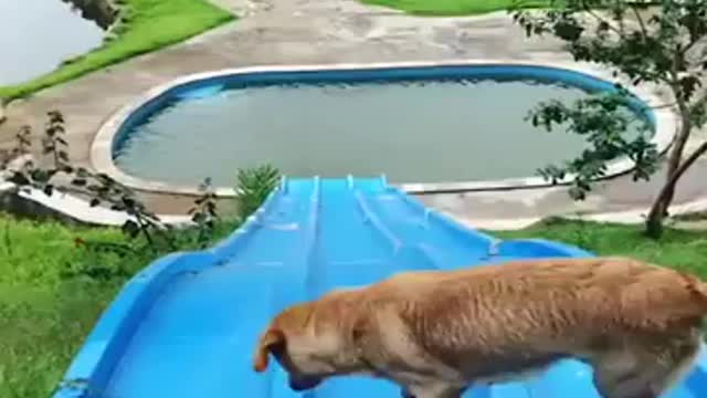 Dogs Swim in the Swimming pool 😮| Dogs Swing in the Air 😯😲|