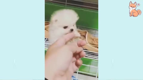 compilation of cute doggy moments